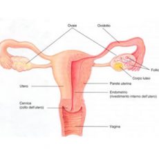 Clamidia e Infezione da Chlamydia Trachomatis