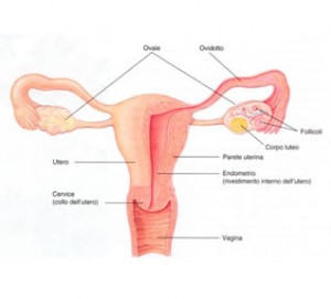 Clamidia infezione da Chlamydia trachomatis | Clamidia donne 