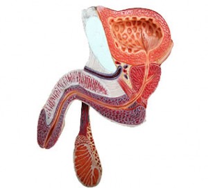 Clamidia infezione da Chlamydia trachomatis | Clamidia uomo